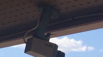 Sad hummingbird story