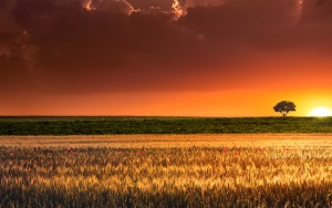 sunset-wheat4