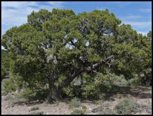 Mesquite Tree